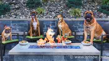 ‘Hibachi for Your Doggie’ is coming to Bronson Bierhall this weekend