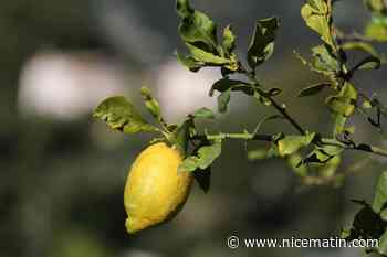 Non, il n'y a pas de musée du citron en vue à Menton... pour l'instant, selon le maire