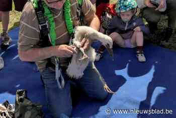 Ooievaar uit Webbekoms Broek overleeft aanrijding met vrachtwagen niet: “Dit raakt ons diep”