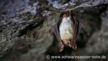 Hermann-Hesse-Bahn im Kreis Calw: Kosten für Artenschutz sind nicht mehr vermittelbar
