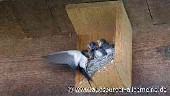 Wie Klaus Janke aus Finning die Wohnungsnot der Schwalben lindern will