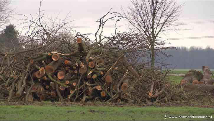 Flevoland - Nieuwsoverzicht 26/02 | Massale bomenkap in Flevoland • Politie-invallen in Dronten