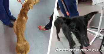 County Durham couple given decade dog ban for starving their emaciated pets