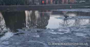 Fish left gasping in the shallows as park lake almost completely drained