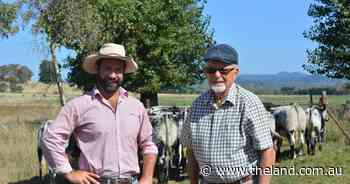 Retiring farmer shares new tricks in decades-long Speckle Park venture