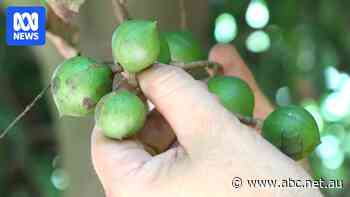 Macadamia production expected to double after crushing price struggles