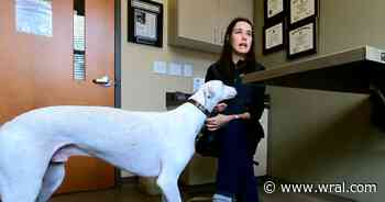 Durham vet hospital tackles pet blood shortage with donations from staff pets