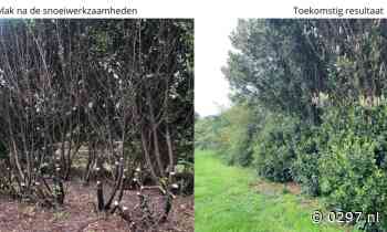 Gemeente maakt met snoeiwerkzaamheden flinke inhaalslag op groenonderhoud