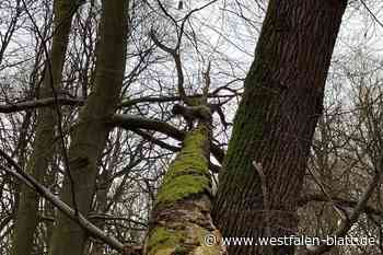 „Hund im Baum“: Kurioser Feuerwehreinsatz in Bad Salzuflen