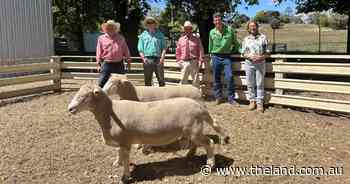 Strong demand at Palana Poll Dorsets as rams sell to NSW and Queensland