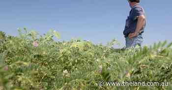 Indian tariffs loom large on the horizon for Australian pulse crop farmers