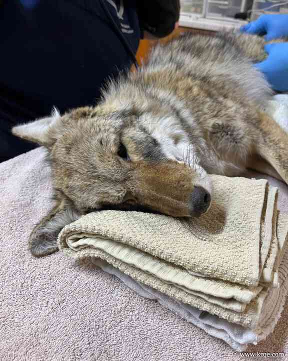 New Mexico Wildlife Center caring for injured coyote