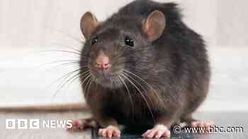 'Cat-sized rats are attacking our cars'