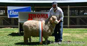 Supreme junior exhibit impresses as stud claims string of broadribbons