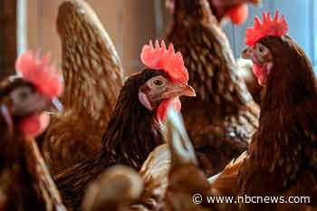 U.S. will spend up to $1 billion to combat bird flu, USDA secretary says