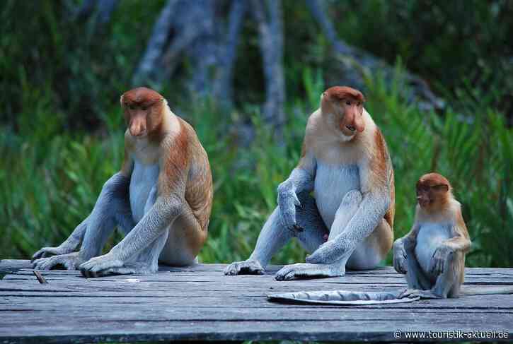 Entdecken Sie die Seele Borneos