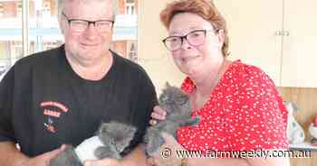 Big hearted pair take in Wagin's stray cats and re-home them where possible