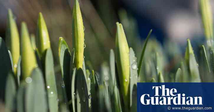 Country diary: Daffodil buds have appeared out of a memory of spring | Paul Evans