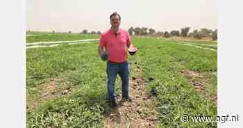 "Kleine meloenenoogst in Senegal dit jaar"