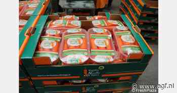 Oogst Siciliaanse wortelen gestart