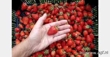 19 dollar voor één aardbei