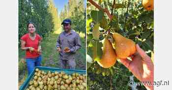 Sterke vraag naar nieuwe oogst Argentijnse bio peren