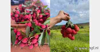 "Braziliaanse lychees hebben niche gevonden in Europa en Canada"