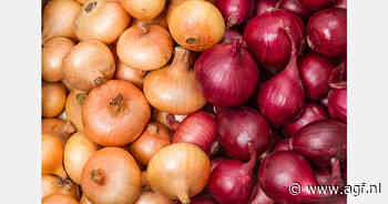 Noodsituatie voor Zwitserse uien na rampzalige oogstverliezen