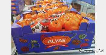 Laatste oogst Marokkaanse Nadorcott