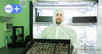 Mit der Lizenz zum Anbau: Cannabis-Anbauverein in Hannover startet