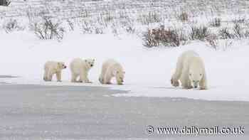 Watch the heartwarming moment three tiny polar bears cubs emerge from their den for very first time - in incredible footage that took 10 YEARS to capture