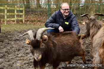 Brugs bokje Rudoplh is asieldier van de maand: “Meer dan 2.300 dieren te vinden op ons adoptieplatform”