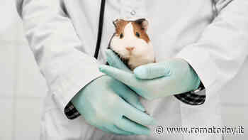 Il Cile vieta i test dei prodotti cosmetici sugli animali: la legge che accende la speranza