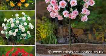 Patio rose is a garden must have – don’t miss You Garden’s offer!