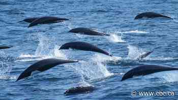 Captain 'lost for words' after witnessing a super pod of more than 2,000 dolphins