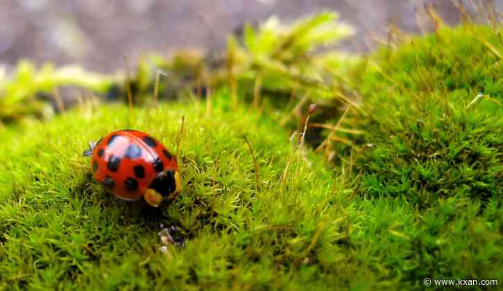 How to keep your home 'pest free' this spring