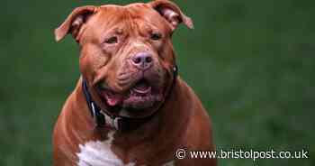 Deadly Bristol dog could be banned XL Bully breed