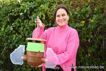 Rotselaar bestrijdt Aziatische hoornaars met gratis lokvallen en subsidies