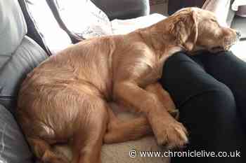 Desperate appeal from dog owner after 'spooked' puppy ran away in Whitley Bay