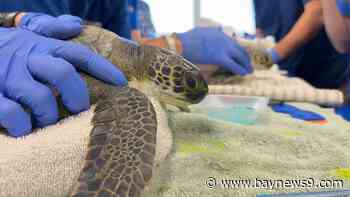 Florida Aquarium reaches max capacity of cold-stressed sea turtles at its Apollo Beach center