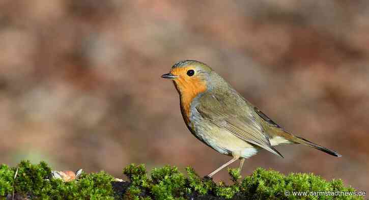 Artenschutz für Jungtiere: Naturschutzbehörde weist auf Beginn der Brut- und Setzzeit hin