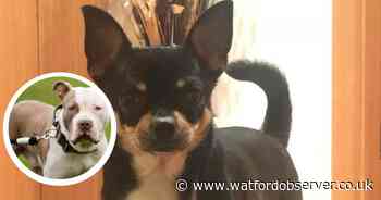 Pensioner 'petrified' after run-in with 'aggressive XL Bully dog'