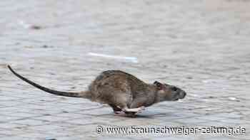 Ratenboom in Metropolen: Nicht nur der Klimawandel ist schuld