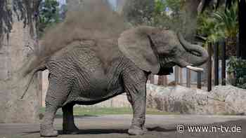 Gerichtsurteil in Mexiko: "Traurigste Elefantin der Welt" soll ein besseres Leben bekommen