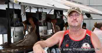 No shed, no worries: mobile shearing trailer a win for workers and producers