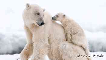 Mit Kamerafallen beobachtet: Wie junge Eisbären erstmals ihre Umwelt entdecken