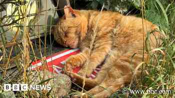 Residents shocked after cat's hutch burned down