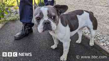Ban for woman who kept ill dogs in squalid home