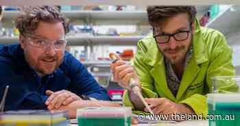 Rice, corn, tricked into starvation by enzyme, as fungal pressures increase