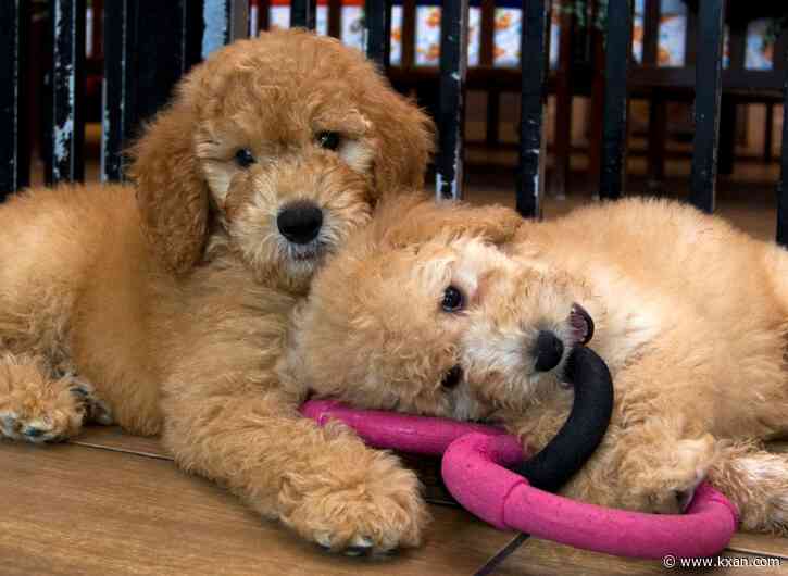 Texas lawmaker files bill aiming to end retail pet sales in state, targeting puppy mills